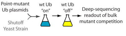 ubiquitin